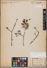 Foto von Salix aurita L.